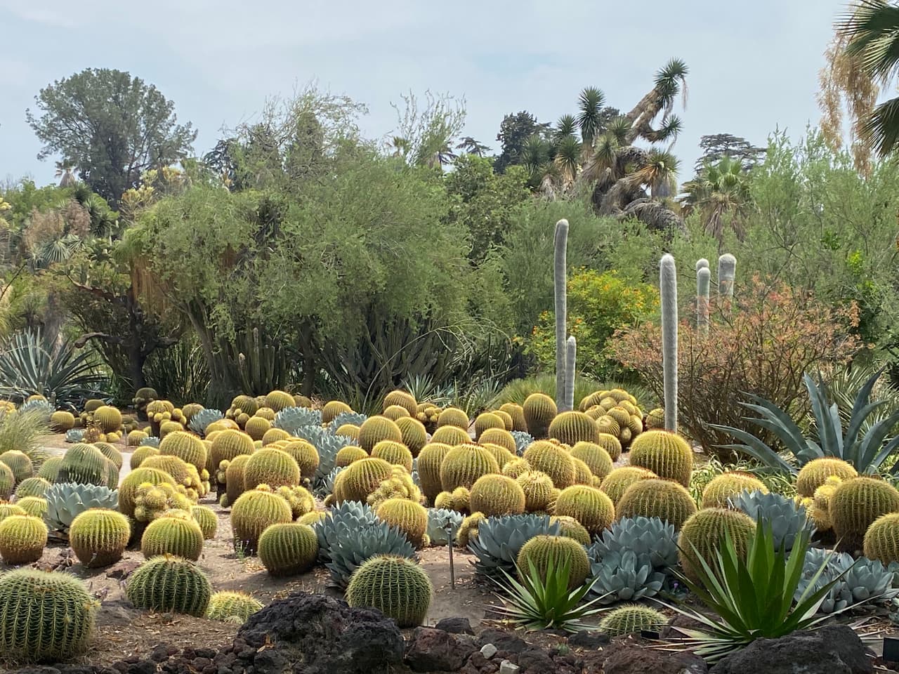 Conocer las plantas características de terrenos áridos es posible en el jardín desértico y no muy lejos de este, un estanque de coloridas flores Lily.