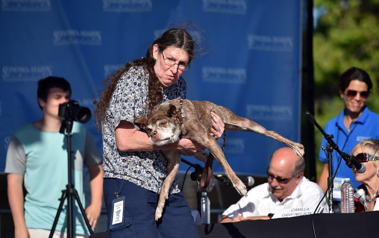 La competencia tuvo lugar en Sonoma-Marin Fairgrounds, en Petaluma, California. Este concurso aplaude la perfección de la imperfección.