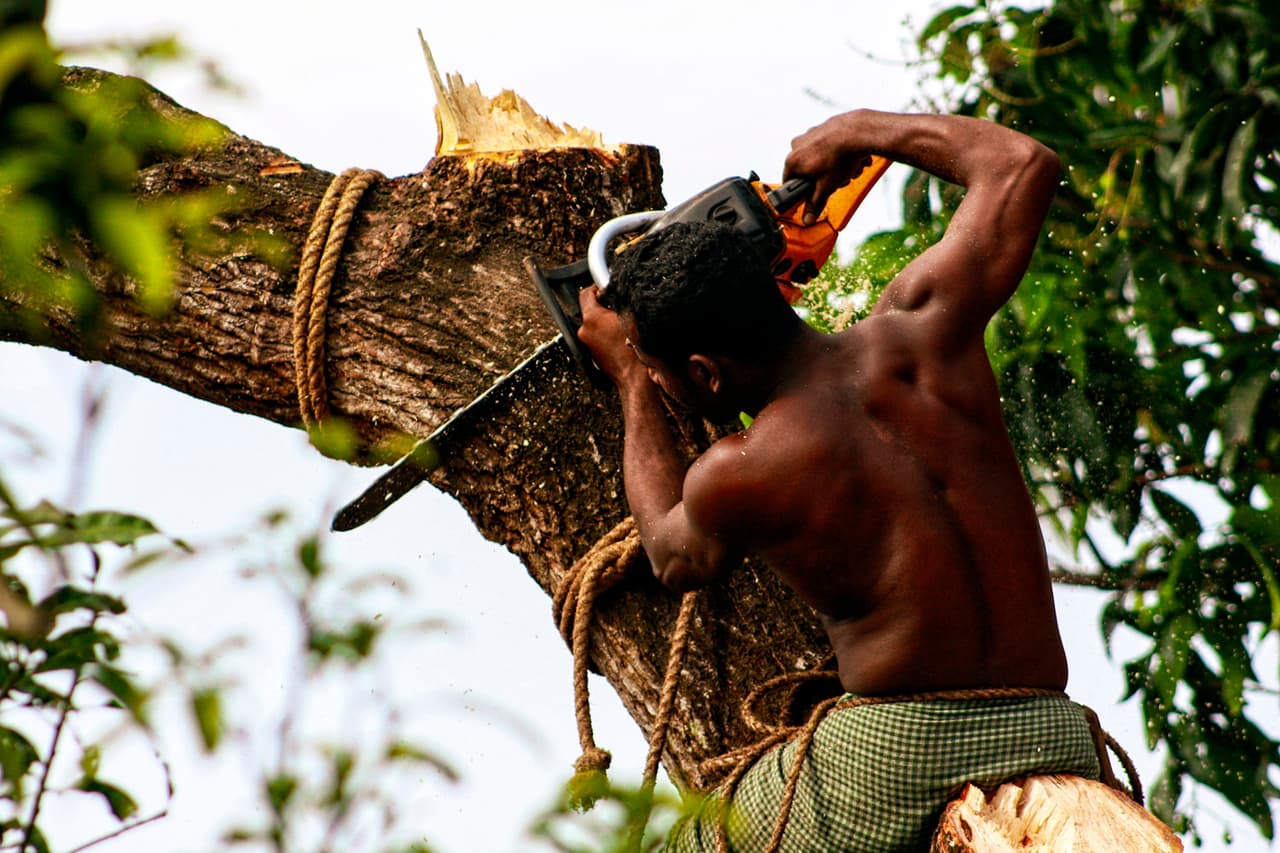 <b>Kollam, Kerala, India.-</b> "En mi verano en India se cortó el árbol de mango de más de 30 años. Fue triste verlo, ya que era el hogar de muchas aves y daba sombra días calurosos". El autor de esta foto, Daniel, es un niño de 12 años que vive en Perth, Australia Occidental. / Crédito: Daniel Kurian, Australia. Ganador premio TPOTY menores de 14 / 
<a href="www.tpoty.com" target="_blank">Tpoty</a>