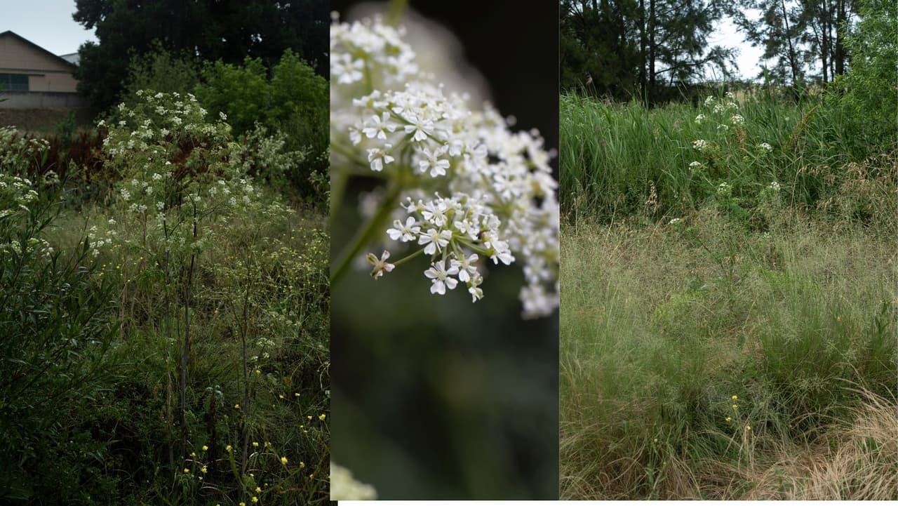 La planta tiene flores blancas, un tallo con manchas moradas y puede crecer hasta 6 pies de altura.