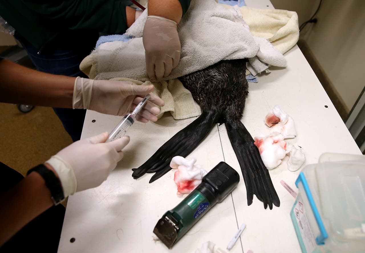 Los científicos creen que las aguas más cálidas están afectando a la distribución de los peces de los que dependen los lobos marinos y otras especies marinas.