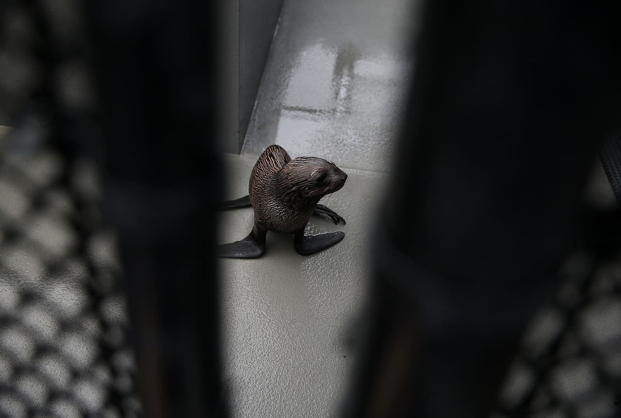 Los científicos creen que las aguas más cálidas están afectando a la distribución de los peces de los que dependen los lobos marinos y otras especies marinas.