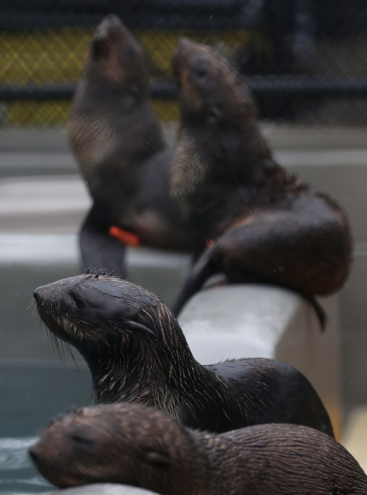 Los científicos creen que las aguas más cálidas están afectando a la distribución de los peces de los que dependen los lobos marinos y otras especies marinas.