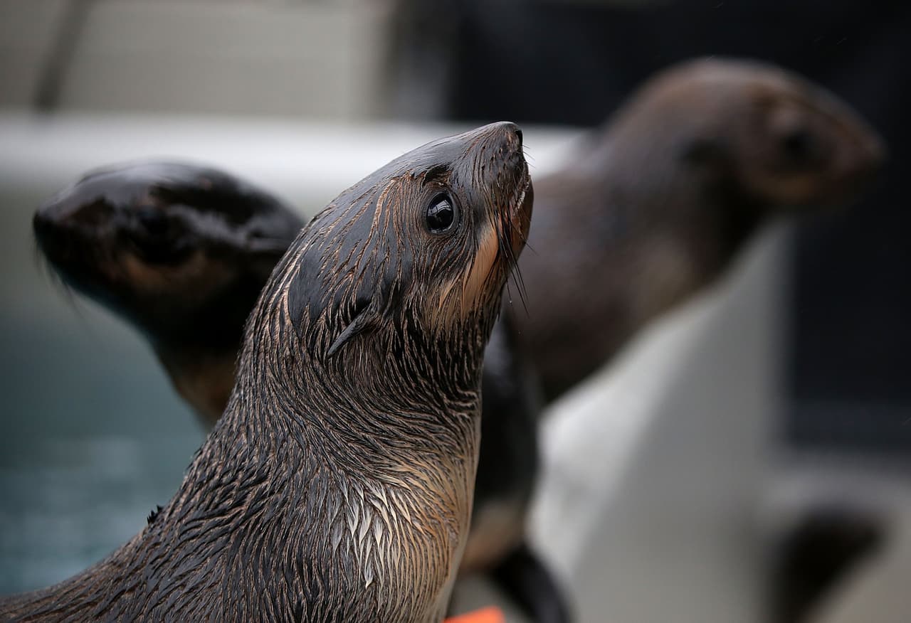 Los científicos creen que las aguas más cálidas están afectando a la distribución de los peces de los que dependen los lobos marinos y otras especies marinas.