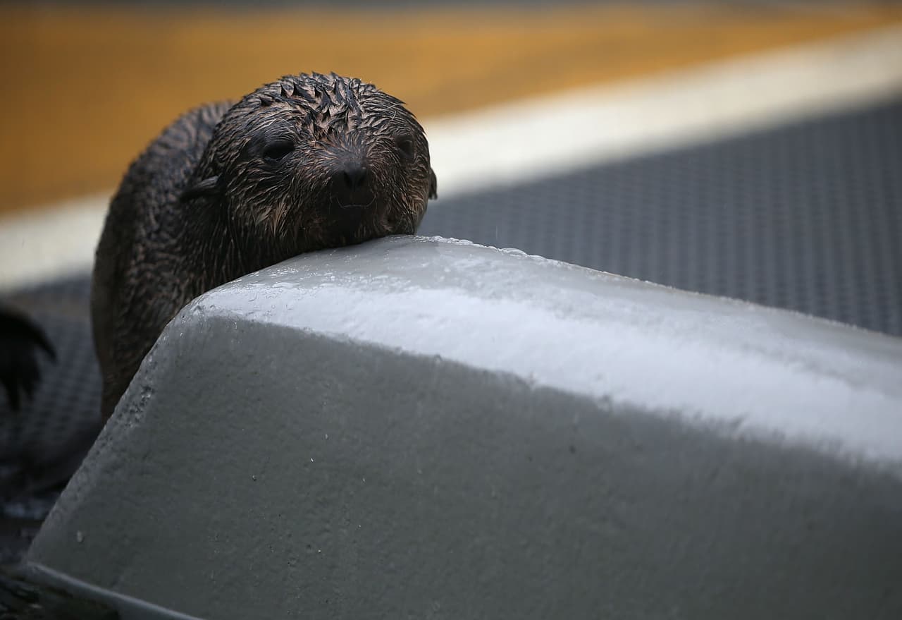 Los científicos creen que las aguas más cálidas están afectando a la distribución de los peces de los que dependen los lobos marinos y otras especies marinas.