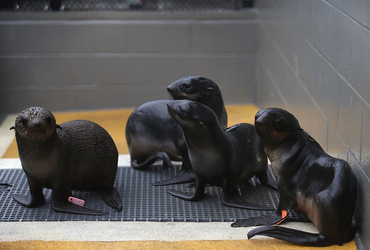 Los científicos creen que las aguas más cálidas están afectando a la distribución de los peces de los que dependen los lobos marinos y otras especies marinas.