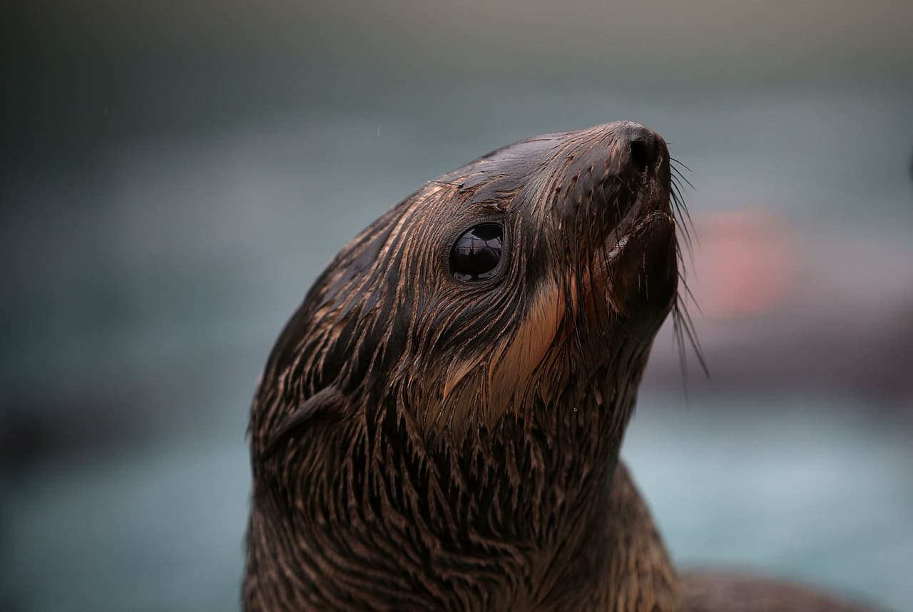 Los científicos creen que las aguas más cálidas están afectando a la distribución de los peces de los que dependen los lobos marinos y otras especies marinas.