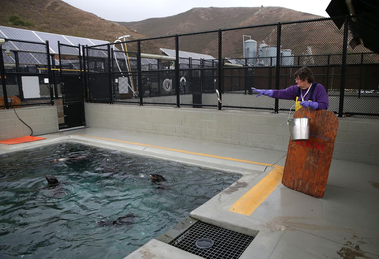 Los científicos creen que las aguas más cálidas están afectando a la distribución de los peces de los que dependen los lobos marinos y otras especies marinas.
