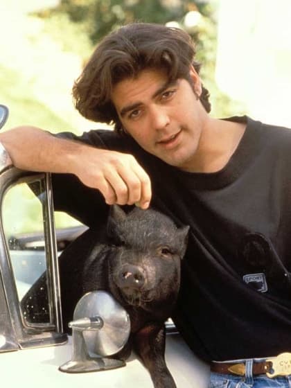 En su juventud, el actor
<b> George Clooney</b> fue dueño de un puerquito llamado
<b>Max</b>, del cual se encargó por varios años como si fuera su propio hijo.