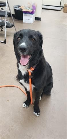 Buck es un niño de 2 años que está buscando un compañerito de juegos.