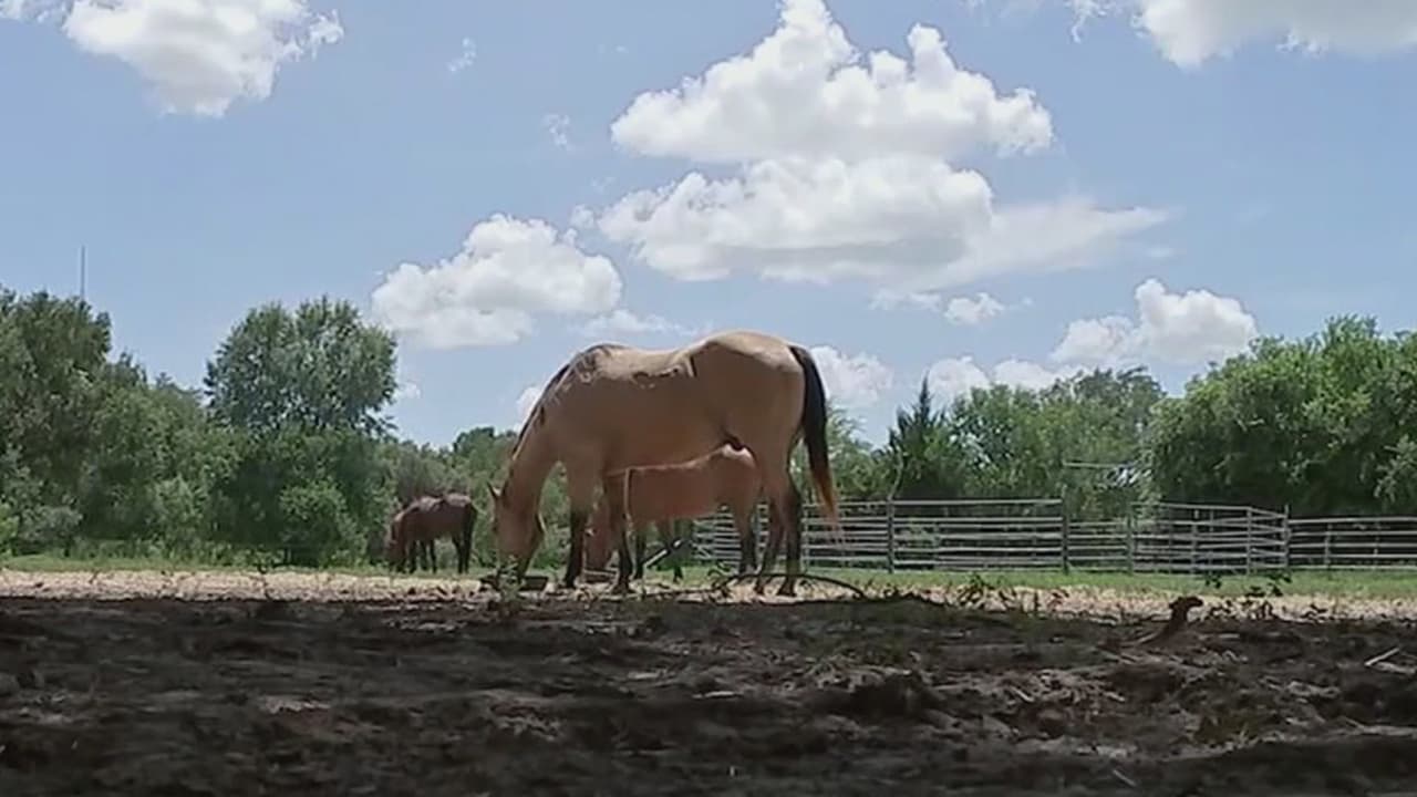 Descuartizan caballos en el condado Harris para una presunta venta de su carne