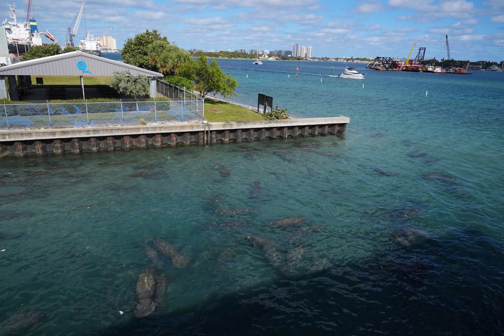 La contaminación afectó el hábitat de los manatíes en Indian River Lagoon.