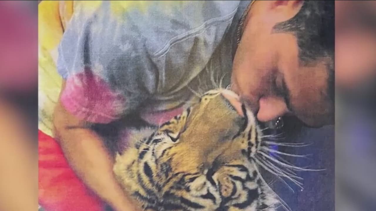 Un juez del condado de Fort Bend había revocado la fianza de Víctor Hugo Cuevas y le impuso una nueva por unos $300,000. El hombre tiene un cargo pendiente por asesinato y otro por evasión de arresto tras escapar con el tigre.