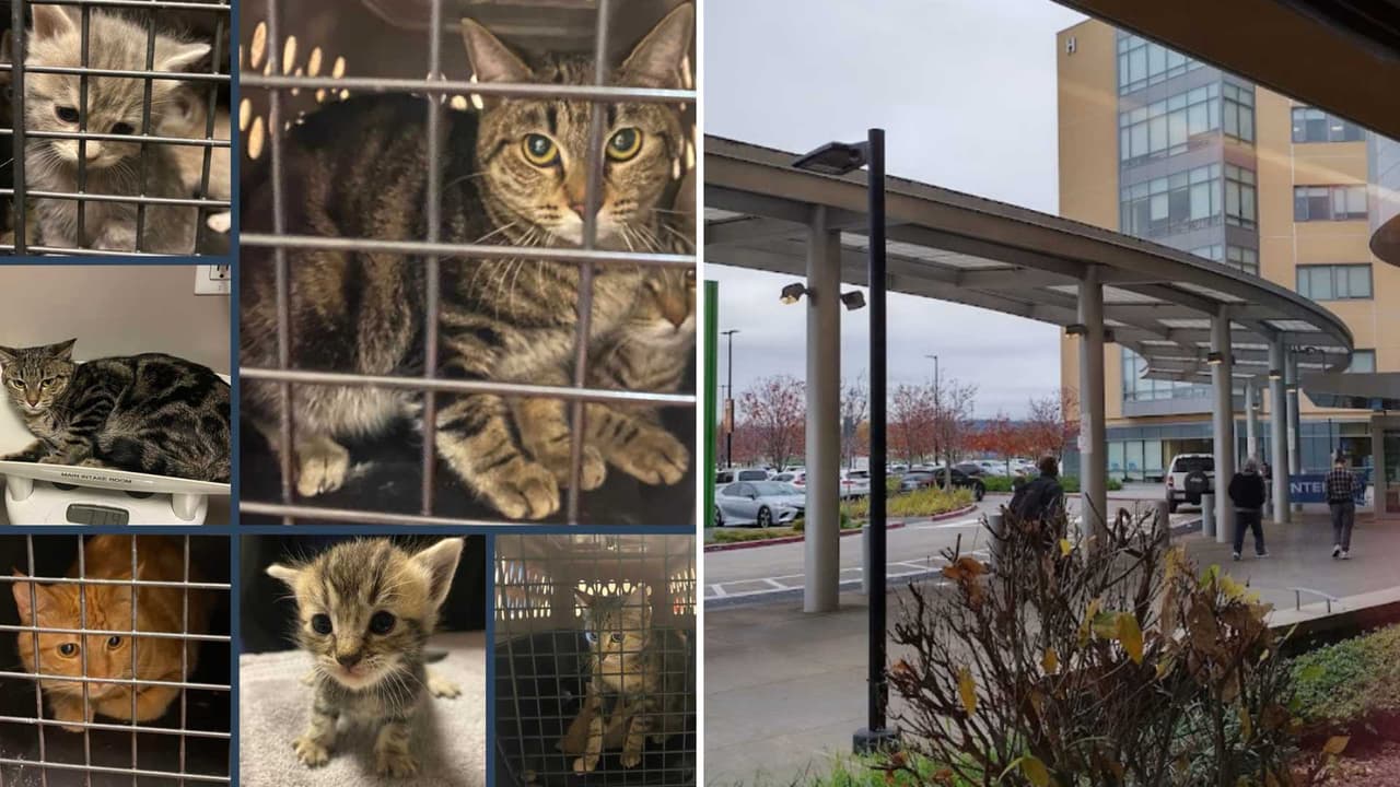 Abandonan una docena de gatos en el Centro Médico de Kaiser en San Leandro