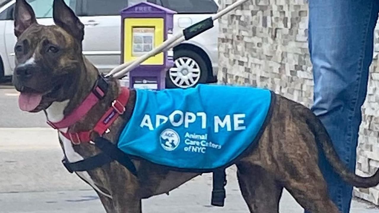 Crisis en refugios de animales de NY: Cierre temporal por hacinamiento y problemas financieros