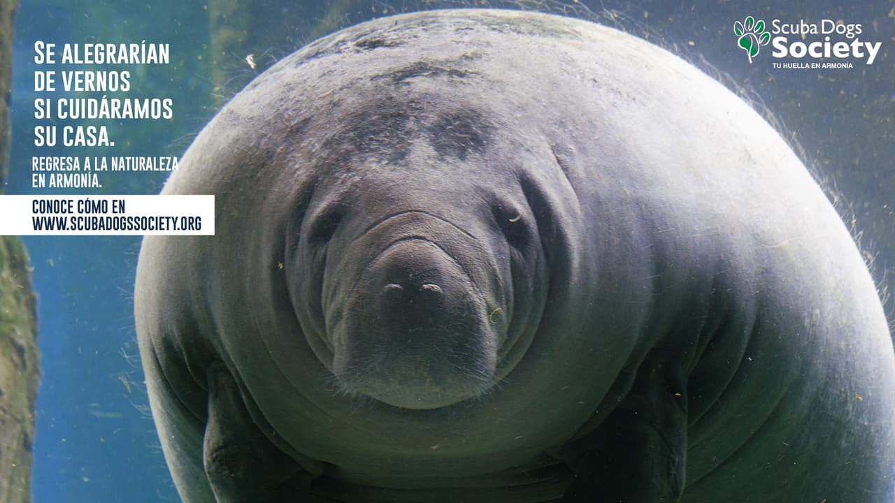 Finalmente, se recomiendan acciones individuales que ayuden a reducir los aportes a las actividades que han contribuido al cambio climático y ser más conscientes de que somos parte del problema pero también de las alternativas para evitar que empeore.