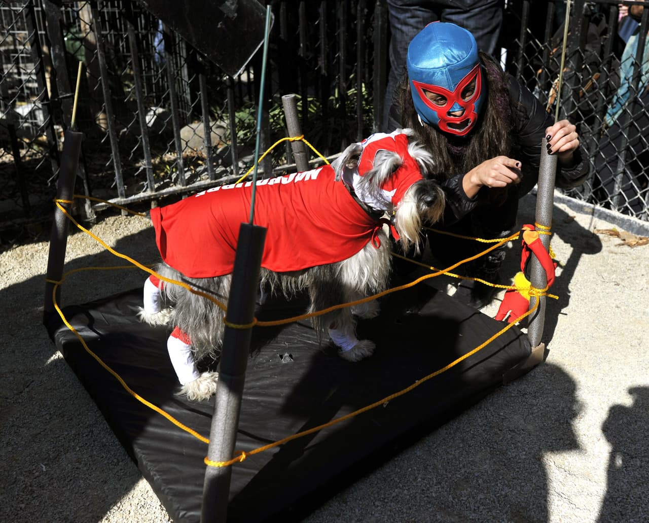 <b>Un luchador</b>
<br>
<b><a href="http://www.univision.com/estilo-de-vida/trending/como-el-santo-se-convirtio-en-icono-de-la-cultura-pop">El Santo</a></b>, el Cavernario, un rudo o un técnico. Tu perro puede salir a la calle disfrazado de un campeón de la Lucha Libre mexicana, con todo y ring.