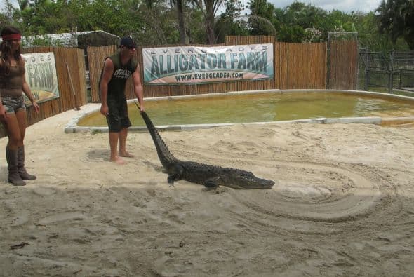El instructor les enseñó cómo manejar a estos animales para no molestarlos.