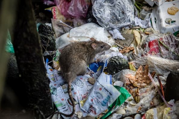 Nueva York en alerta ante brote de rara enfermedad transmitida por ratas: cómo protegerte