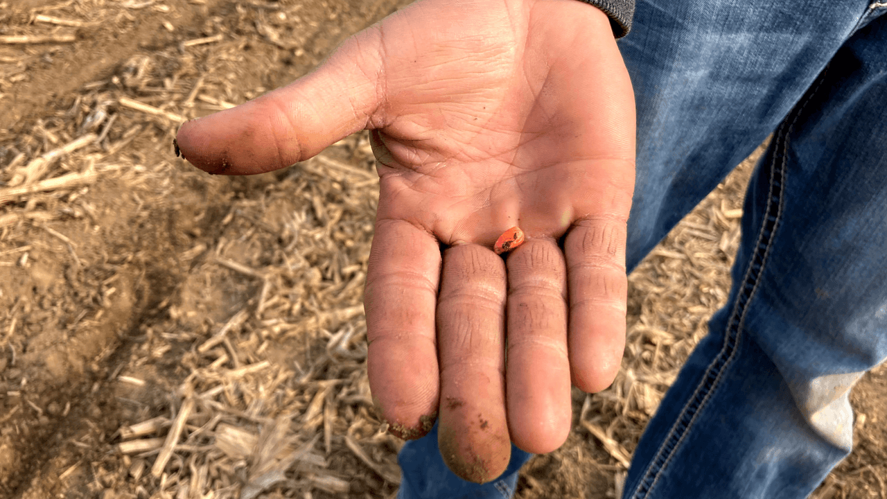 <h2 class="cms-H2-H2">Semillas</h2>
<br>También producto vegetal; está prohibido cruzar semillas.