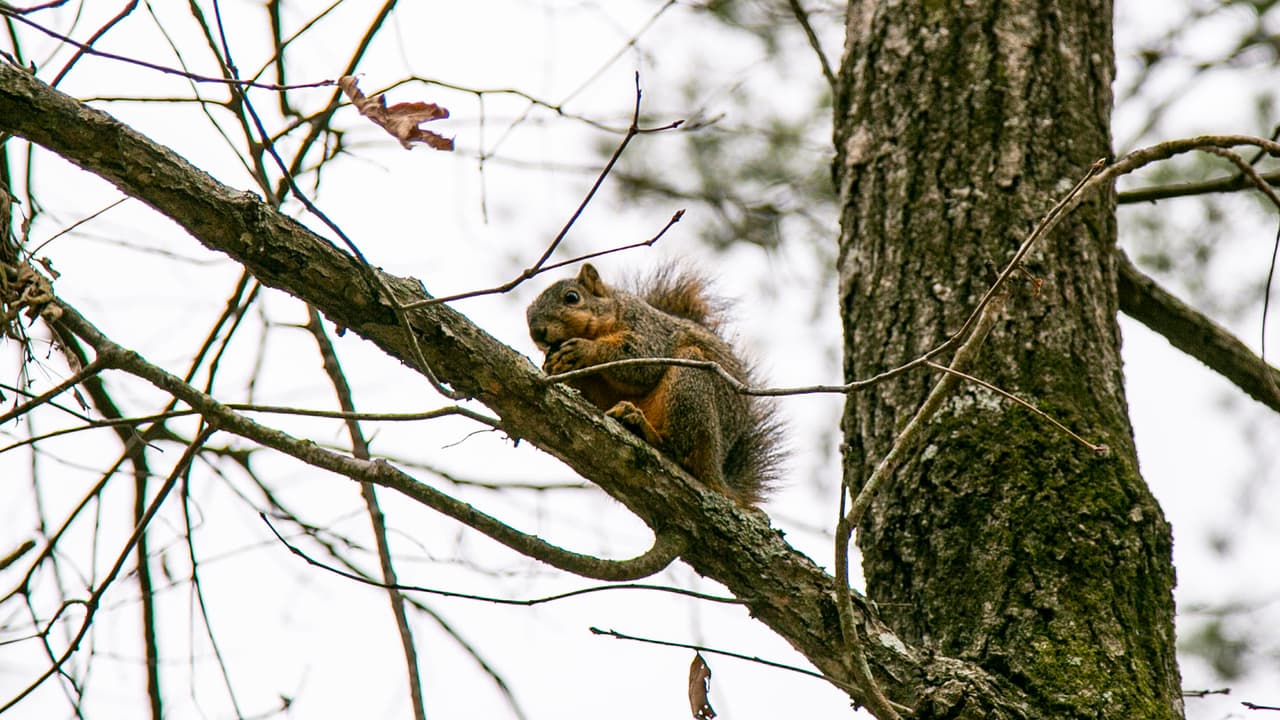 El Centro Natural tiene algo para todos: exhibiciones, nidos de pájaros, otras colecciones y animales. Las horas varían, llame al parque para conocer los horarios.
