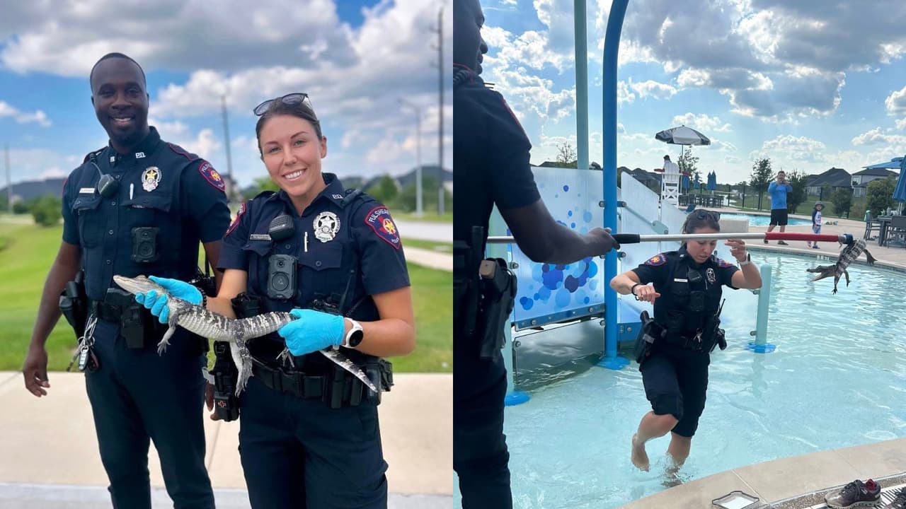 Caimán sorprende a bañistas que disfrutaban de una tarde soleada en una alberca comunitaria en Cross Creek Ranch