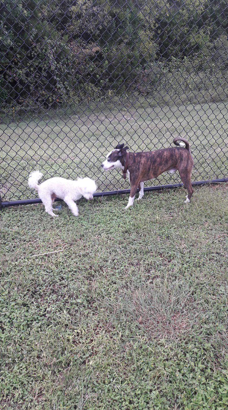 Los perritos juguetones de María Luisa Martínez.
