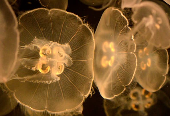 De acuerdo a los expertos, la alta presencia de esta especie puede deberse al viento y la corriente, que los está llevando a las orillas de las playas.