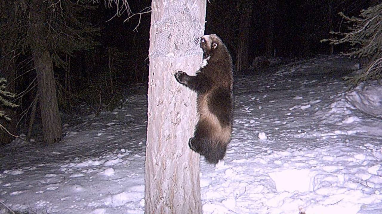 Un wolverine captado por una cámara de vigilancia cerca de Truckee, norte de California, en 2008.