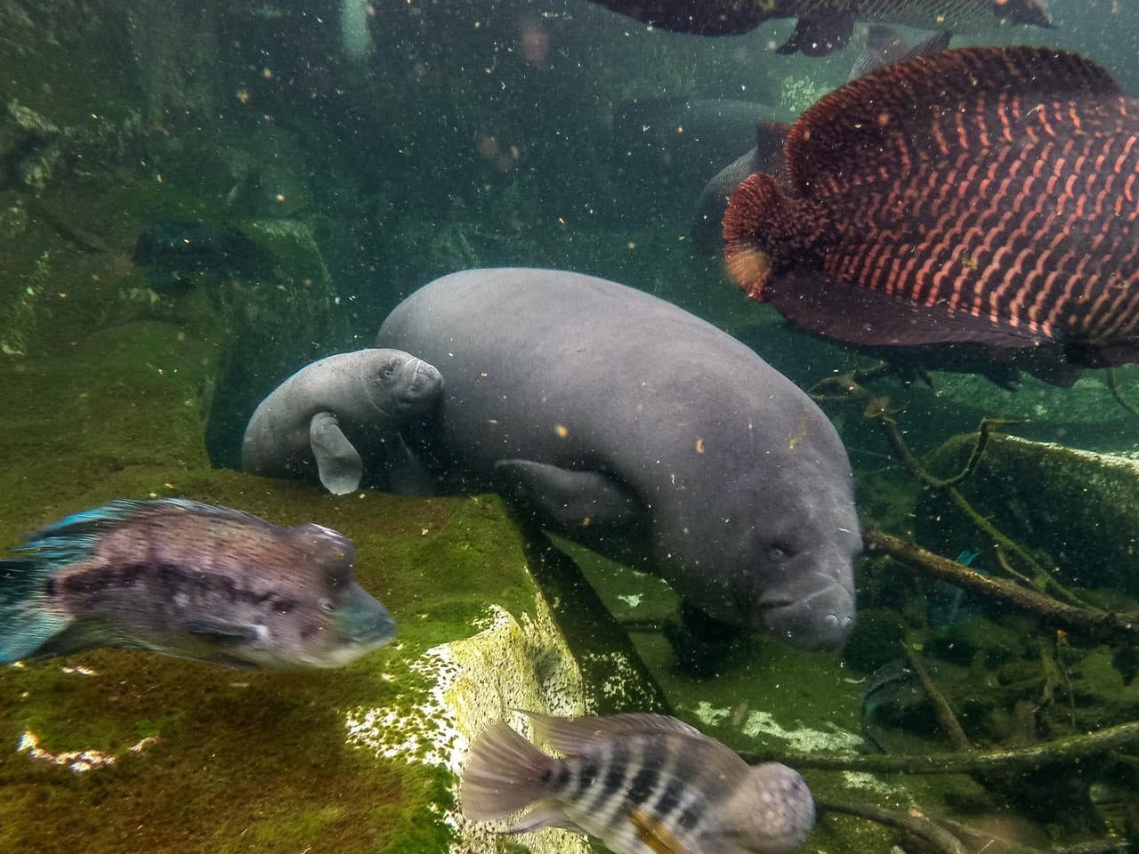 <b>Pasan masticando casi todo el día. </b>Aunque un manatí puede pesar hasta 1,000 libras (unos 450 kg), son animales que se alimentan exclusivamente de algas y otras hierbas de mar. Pasan más de la mitad del día masticando, pues necesitan hasta 110 libras de alimento (50 kg) cada día, aproximadamente un 10% de su peso corporal.
<br>