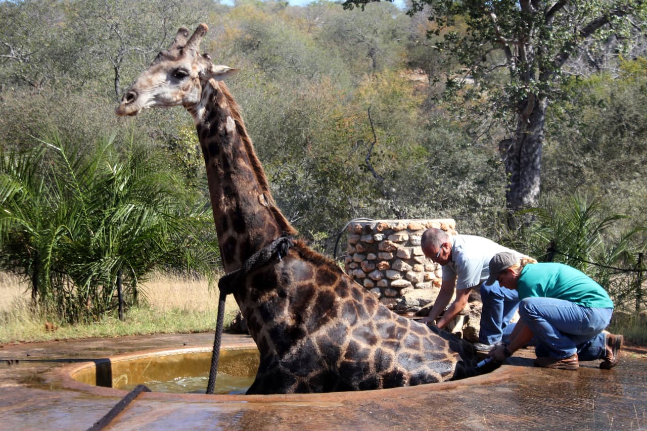 Para empeorar la situación, los machos jirafas adultos pueden pesar alrededor de 900 kilos.