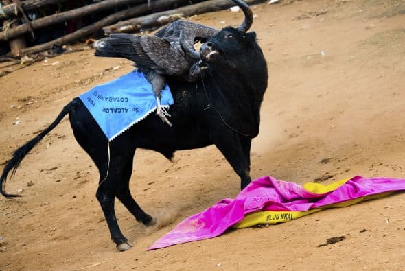 El toro suele ser un animal salvaje, criado en los breñales y en cuya captura, a veces sangrienta, participa la mayoría de los hombres de la comunidad.