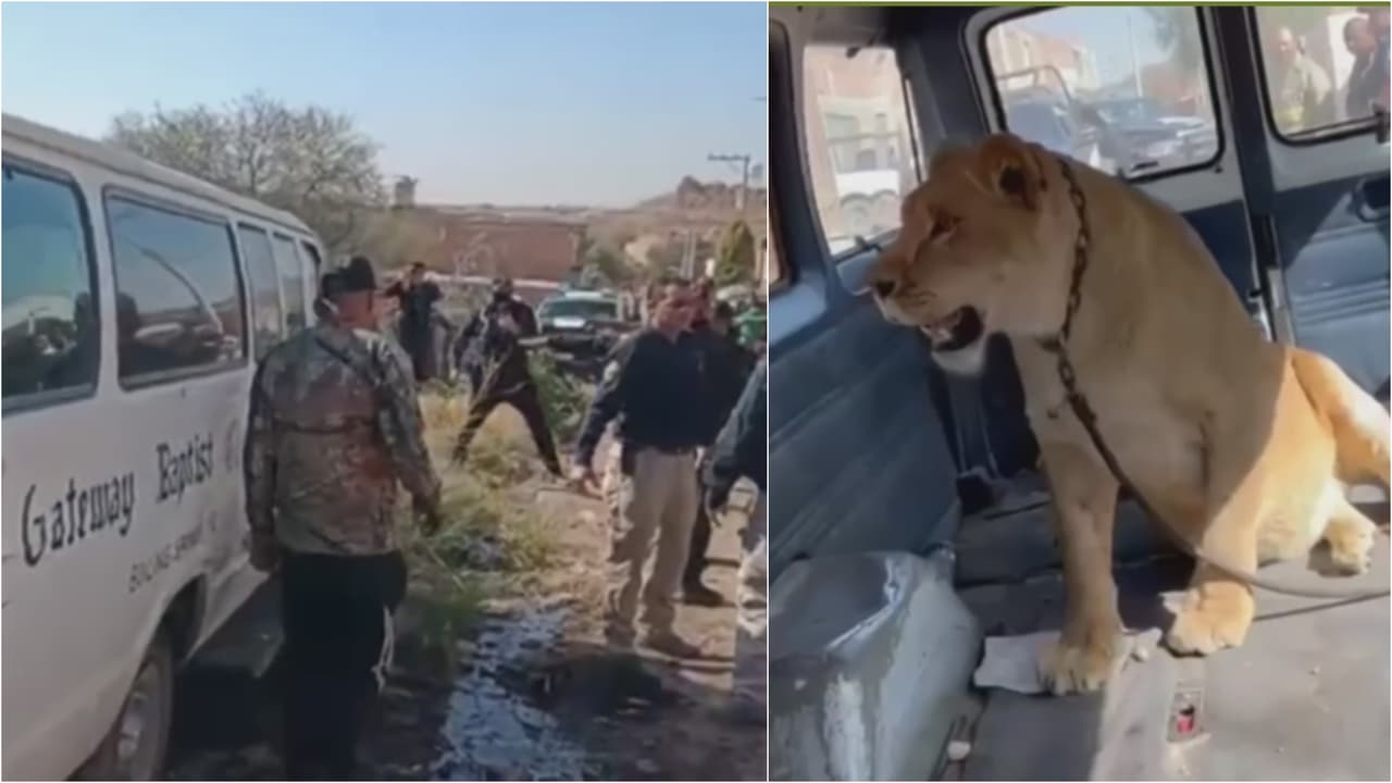 Una leona se escapa de una casa, ataca a una mujer y mata a varios animales