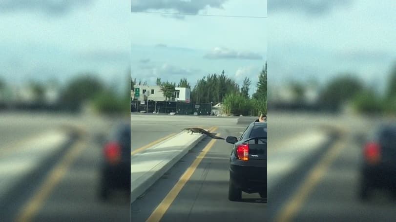 Un caimán se pasea por la ciudad de Doral y cruza las calles como un peatón educado