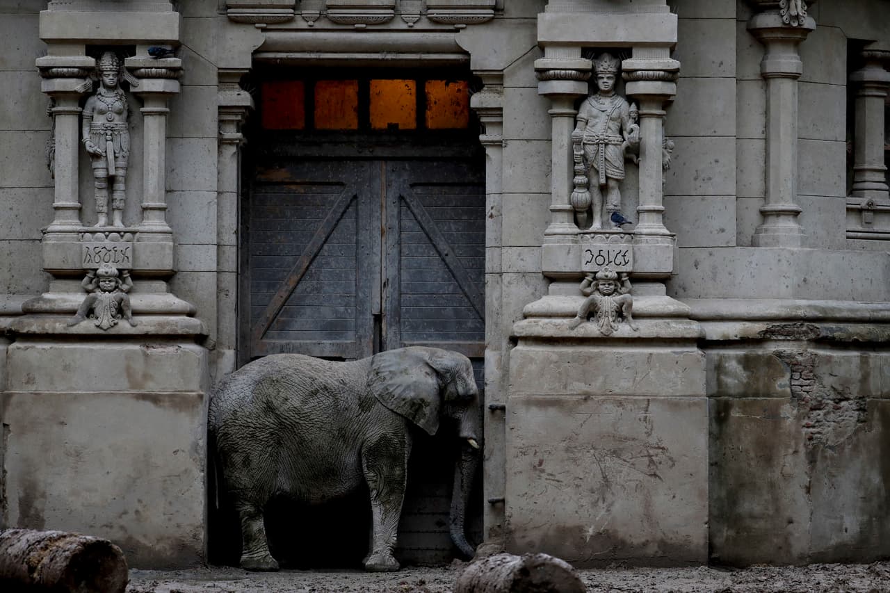Pupy, un elefante africano, se camufla entre la gris construcción donde vive.