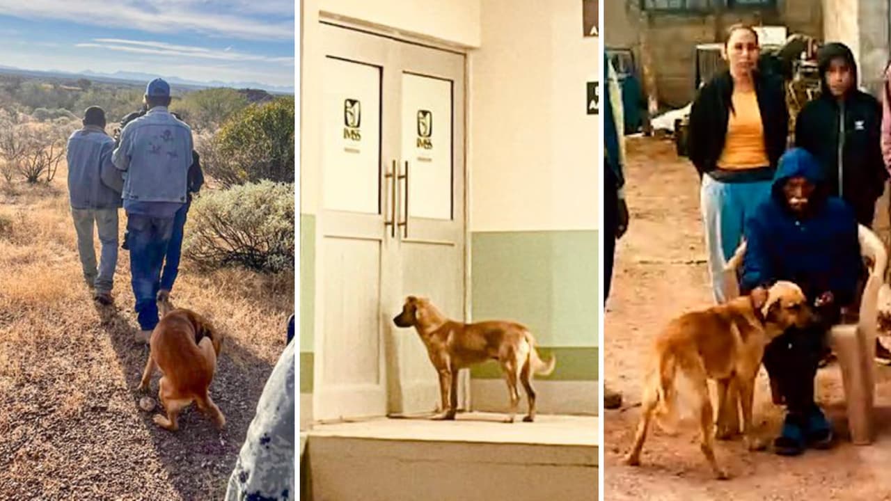 La historia del Palomo, un perrito que encontró a Don Goyo, su amo extraviado, y le salvó la vida en Sonora