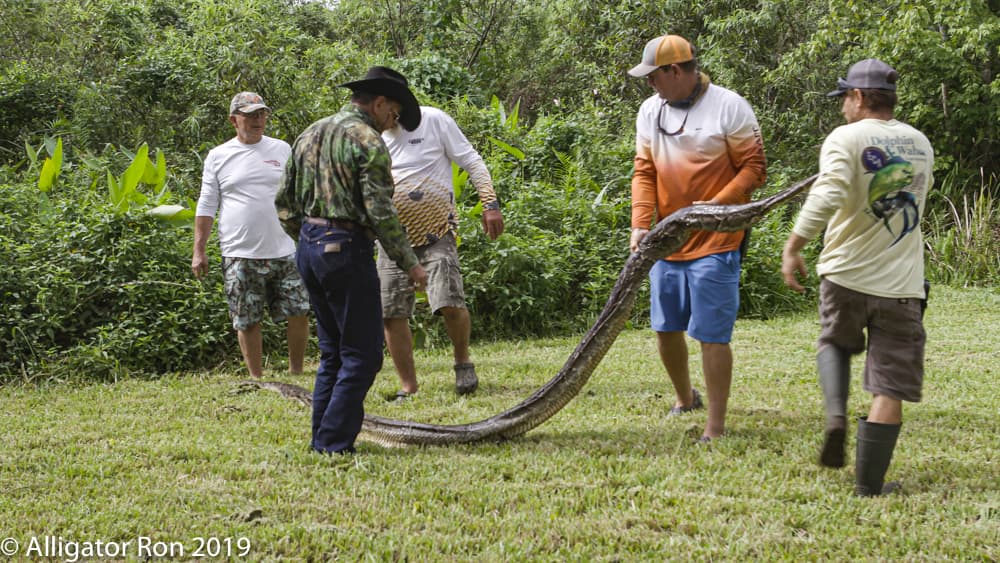 “Se comen todos los animales que tengan pelo en los Everglades como mapaches, conejos, marsupiales y, cuando son lo suficientemente grandes, pueden incluso derribar una pantera o un oso”, dijo “Alligator”.