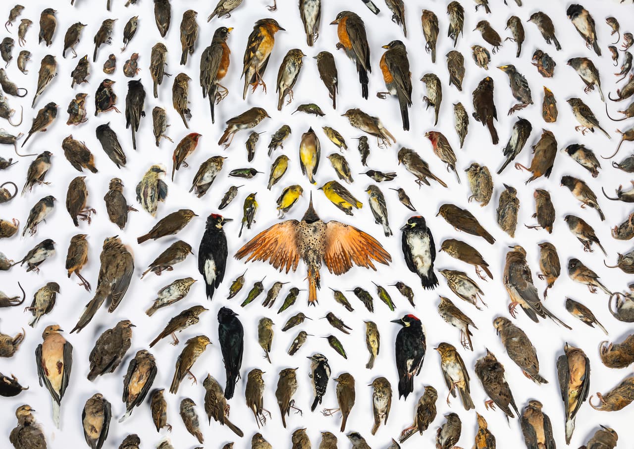 '
<b>El costo de los gatos’, ganador de la categoría ‘humanos y naturaleza’.</b> Cada año el personal de WildCare, una organización que rescata animales en California, rehabilita cientos de aves y otros animales salvajes mutilados por gatos domésticos. Los 200 que se muestran en la imagen no sobrevivieron. "Quería mostrar el impacto que nuestras mascotas tienen en la vida silvestre alrededor de nuestras casas", dijo el autor de la fotografía. Solo en los Estados Unidos, los gatos matan a más de 2 mil millones de aves anualmente