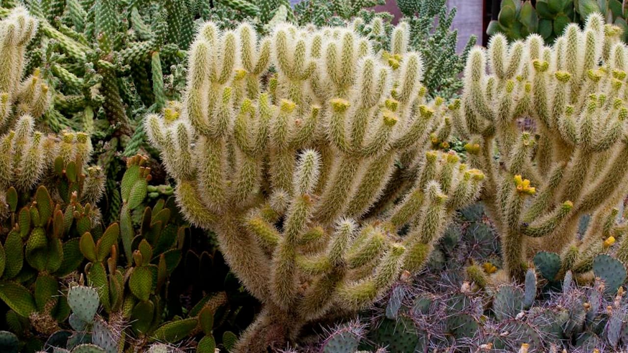 <h3 class="cms-H3-H3"></h3>
<h3 class="cms-H3-H3"><a href="https://www.univision.com/local/arizona-ktvw/cuidate-de-este-cactus-en-los-senderos-de-arizona-video">Cuídate de este cactus en los senderos</a></h3>
<a href="https://www.univision.com/local/arizona-ktvw/cuidate-de-este-cactus-en-los-senderos-de-arizona-video"> </a>
<br>El cilindropuntia bigelovii es conocido como el cactus saltarín, y en inglés como el Teddy Bear Cholla. Esta planta agarra cualquier elemento que se le acerque al momento de propagar sus raíces.
<br>