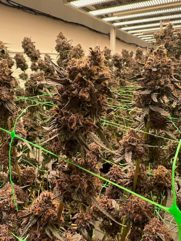 Las autoridades estiman que en total se incautaron cerca de 500,000 plantas de cannabis y alrededor de $10,000,000 en efectivo. Además, valoraron la infraestructura de las bodegas en varios millones de dólares, lo que incluye equipo, iluminacion, generadores eléctricos y suministros para acelerar el cultivo.
