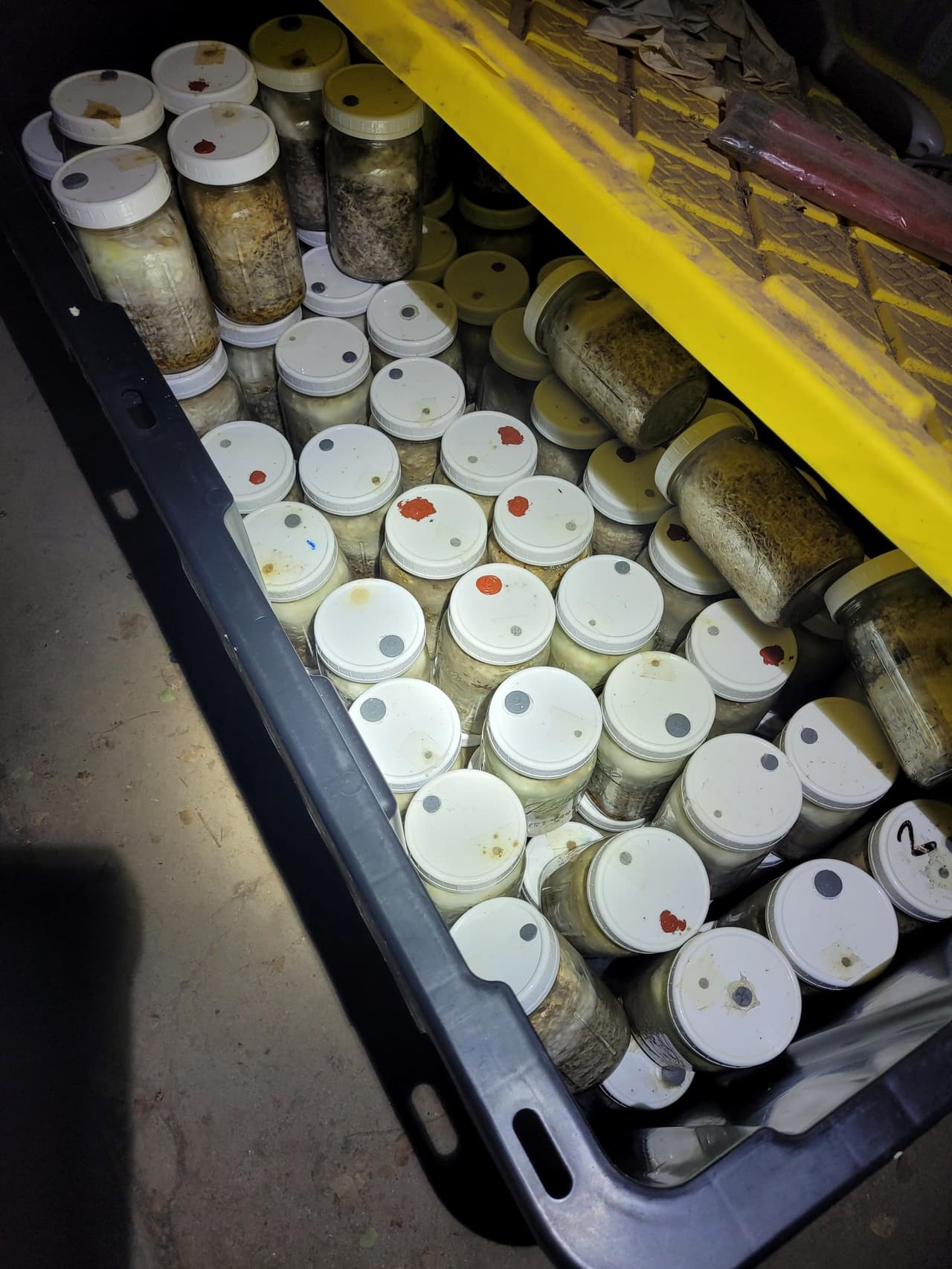 Pero el tráfico en la frontera que comparten Arizona y Sonora implica muchas otras sustancias y productos ilícitos; incluso hongos alucinógenos.