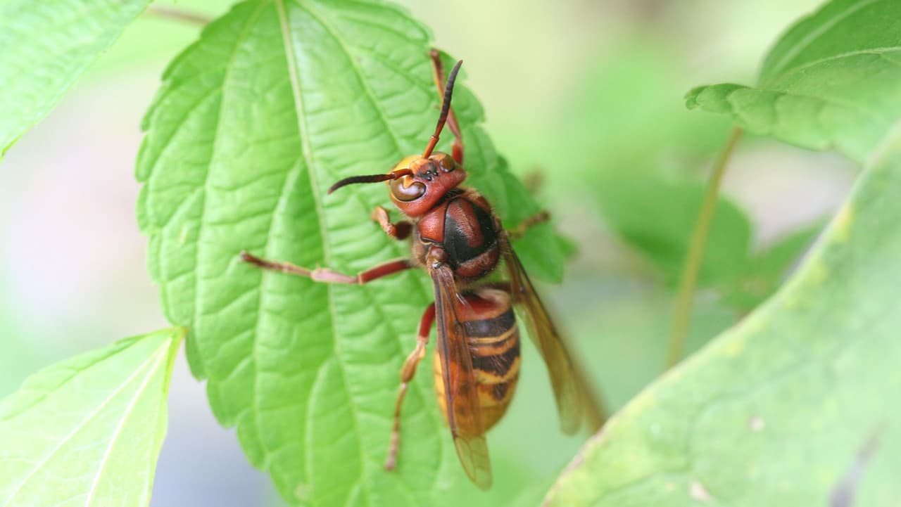 Algunos parecidos comunes a los avispones asesinos incluyen el 
<b>avispón europeo</b>. 
<br>