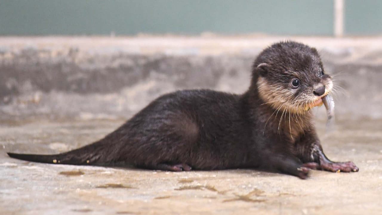 Los cachorros de nutria del Zoo de Brookfield ya tienen nombres
