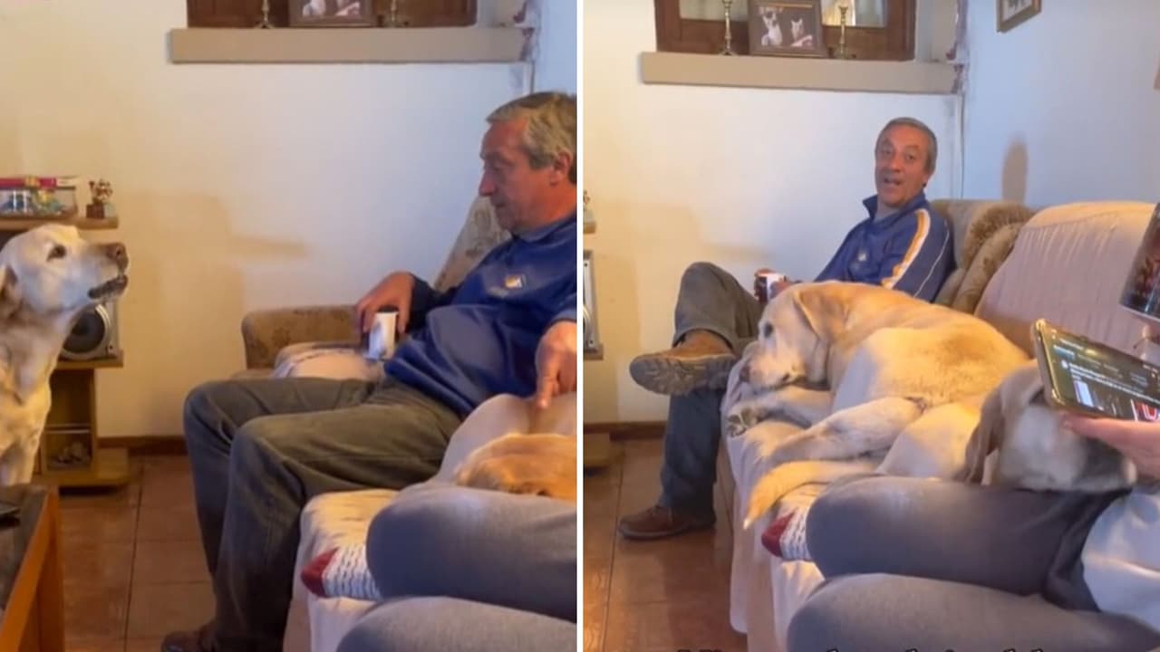 Perrito "obliga" a señor a pararse del sillón para que pudiera sentarse él en su lugar