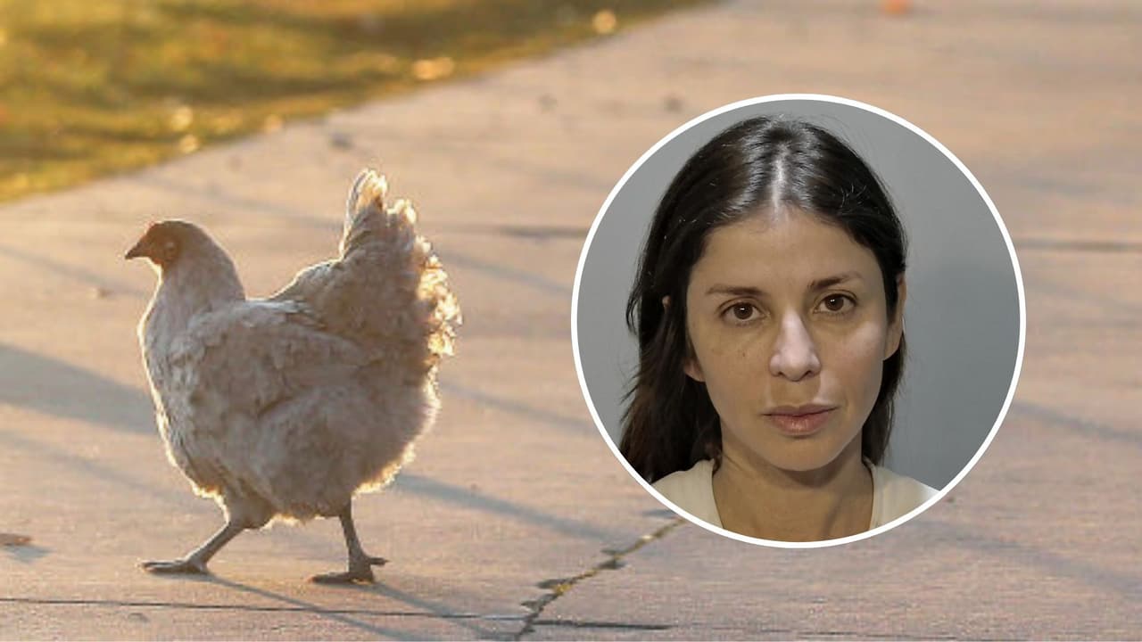 Incidente en Florida: gallina atropellada desata furia vial con ataque de gas pimienta para osos