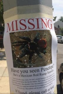 La tarántula embarazada: una broma que se salió de las manos