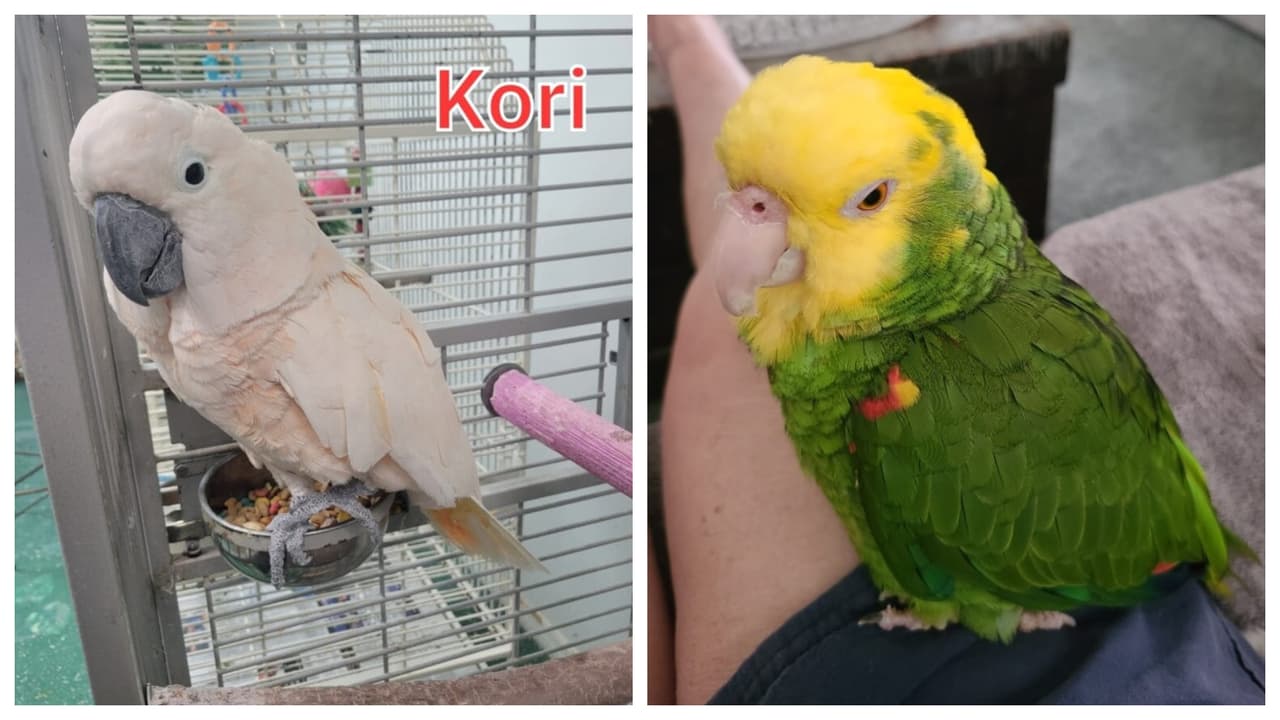 En total se llevaron 28 loros y cacatúas exóticas.
<br>