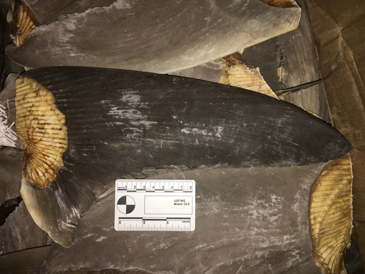 La sopa de aleta de tiburón, uno de los platos más populares de China, es prohibida en EEUU. 
<br>