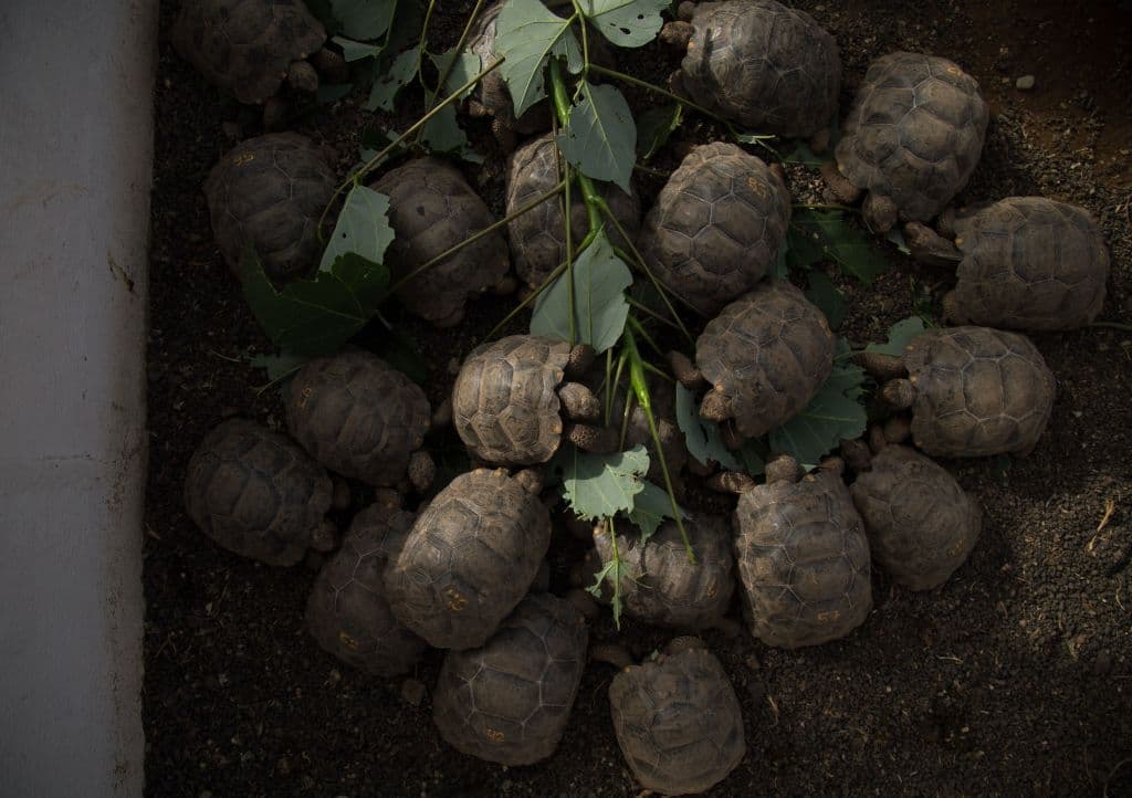 "Hallazgo histórico": encuentran en Ecuador un nido de las enormes tortugas laúd en la lista de especies vulnerables