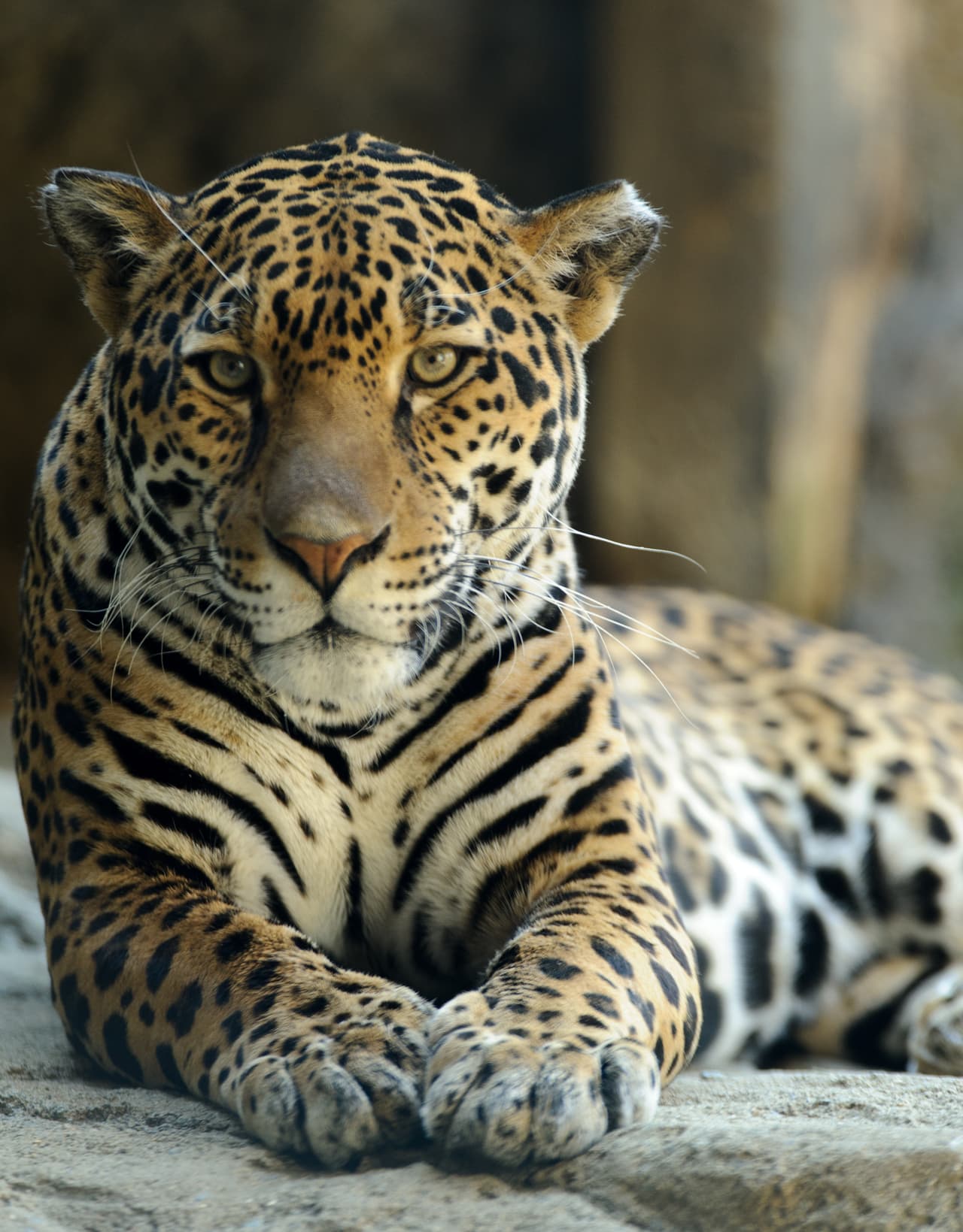El jaguar es considerado una especie en peligro de extinción.